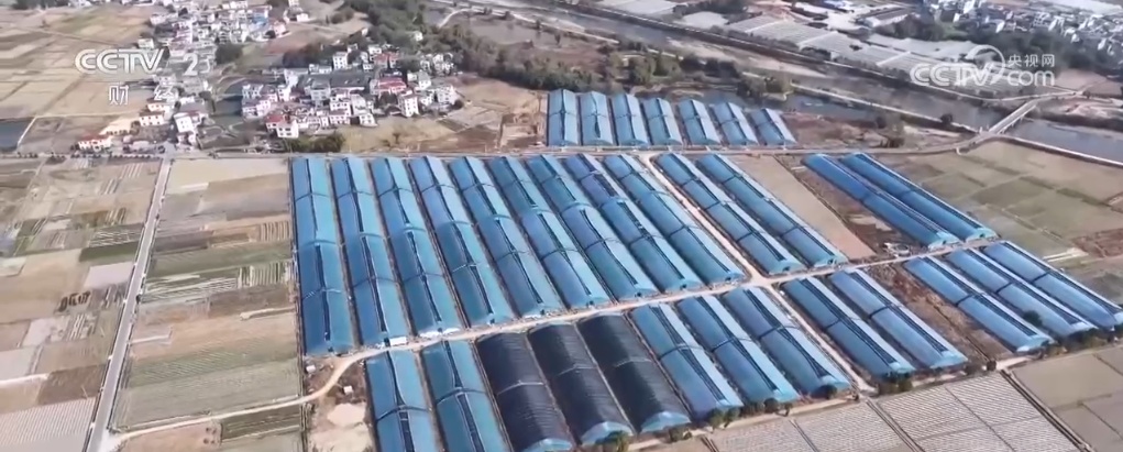 各地蔬菜基地与农贸市场齐发力 确保节前“菜篮子”供应量足价稳 各地蔬菜基地与农贸市场齐发力 确保节前“菜篮子”供应量足价稳