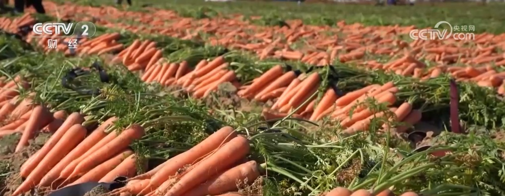 各地蔬菜基地与农贸市场齐发力 确保节前“菜篮子”供应量足价稳 各地蔬菜基地与农贸市场齐发力 确保节前“菜篮子”供应量足价稳