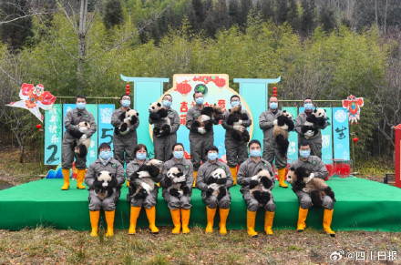 可可爱爱!四川最萌的特色年货来了 可可爱爱!四川最萌的特色年货来了