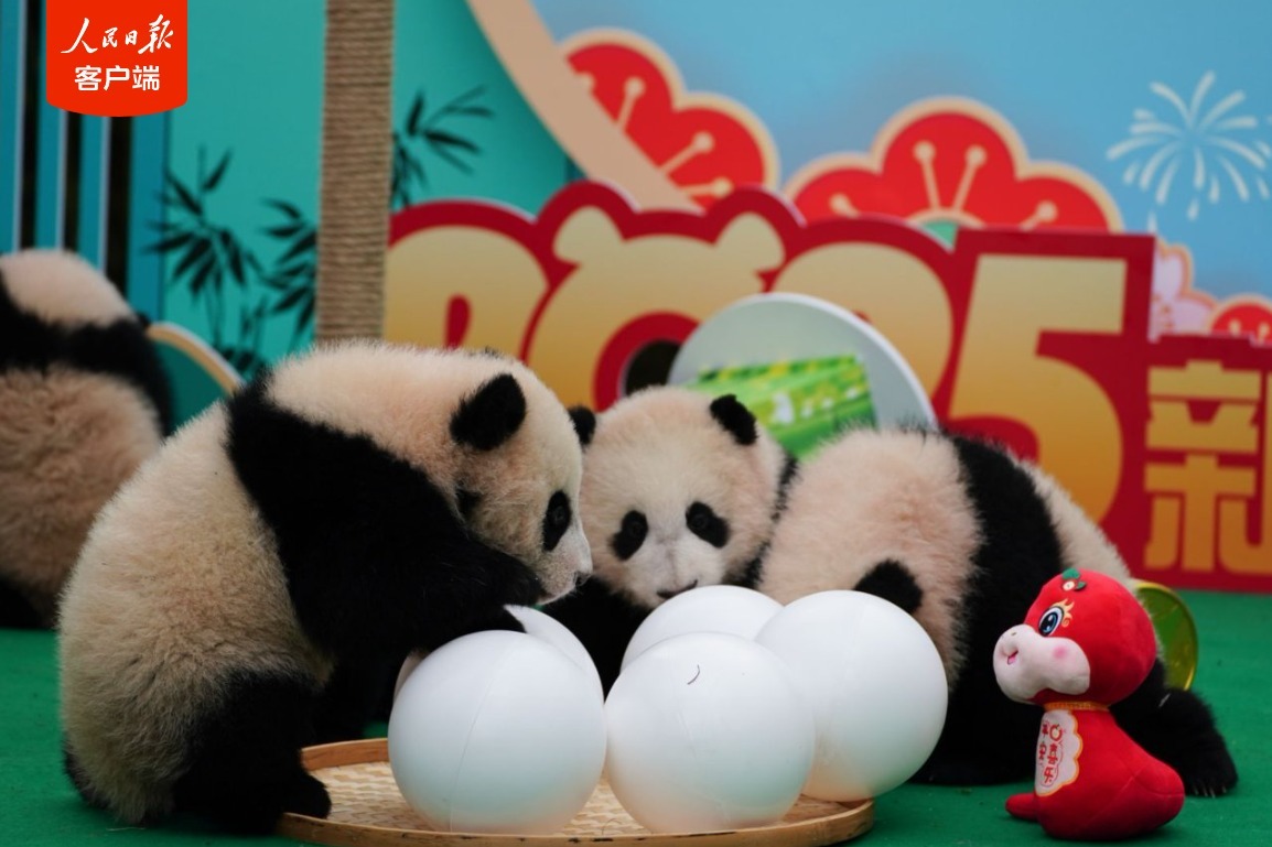 萌化了!“2024级”新生熊猫宝宝集体拜年啦 萌化了!“2024级”新生熊猫宝宝集体拜年啦