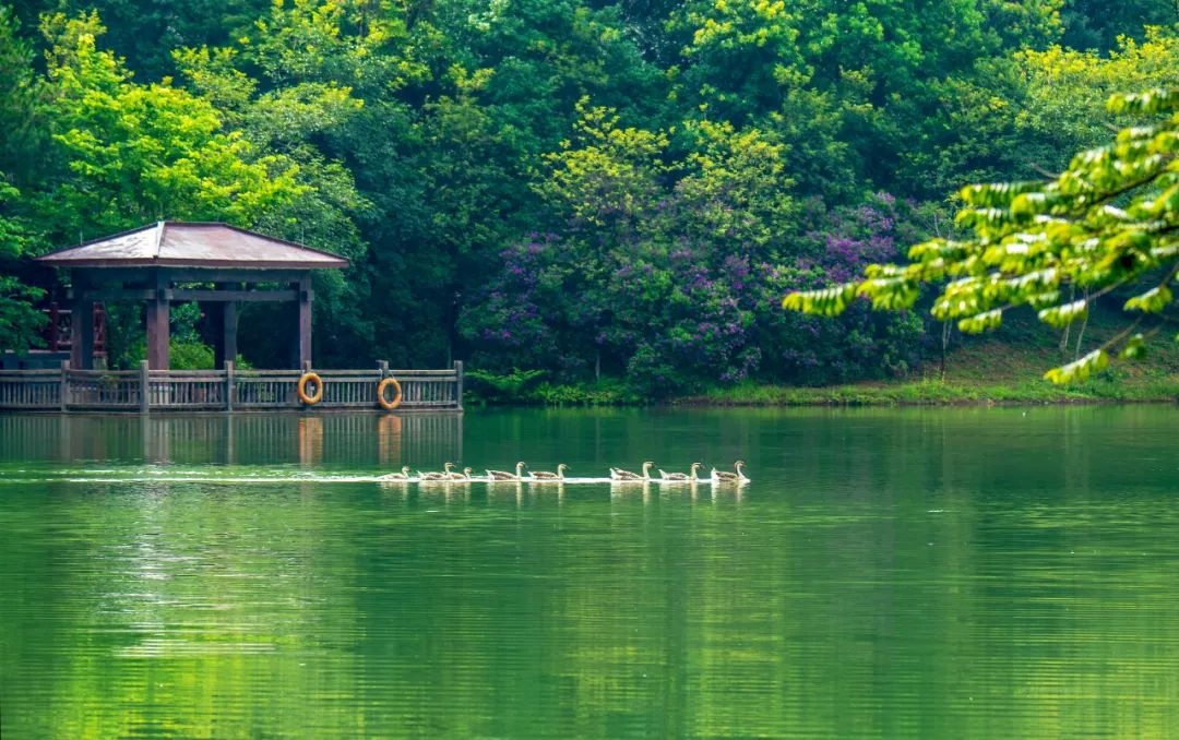 春节到广州白江湖森林公园存下一颗“时间胶囊”