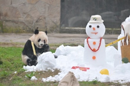 熊猫送福，灵蛇献瑞！重庆动物园的动物们给大家拜年啦