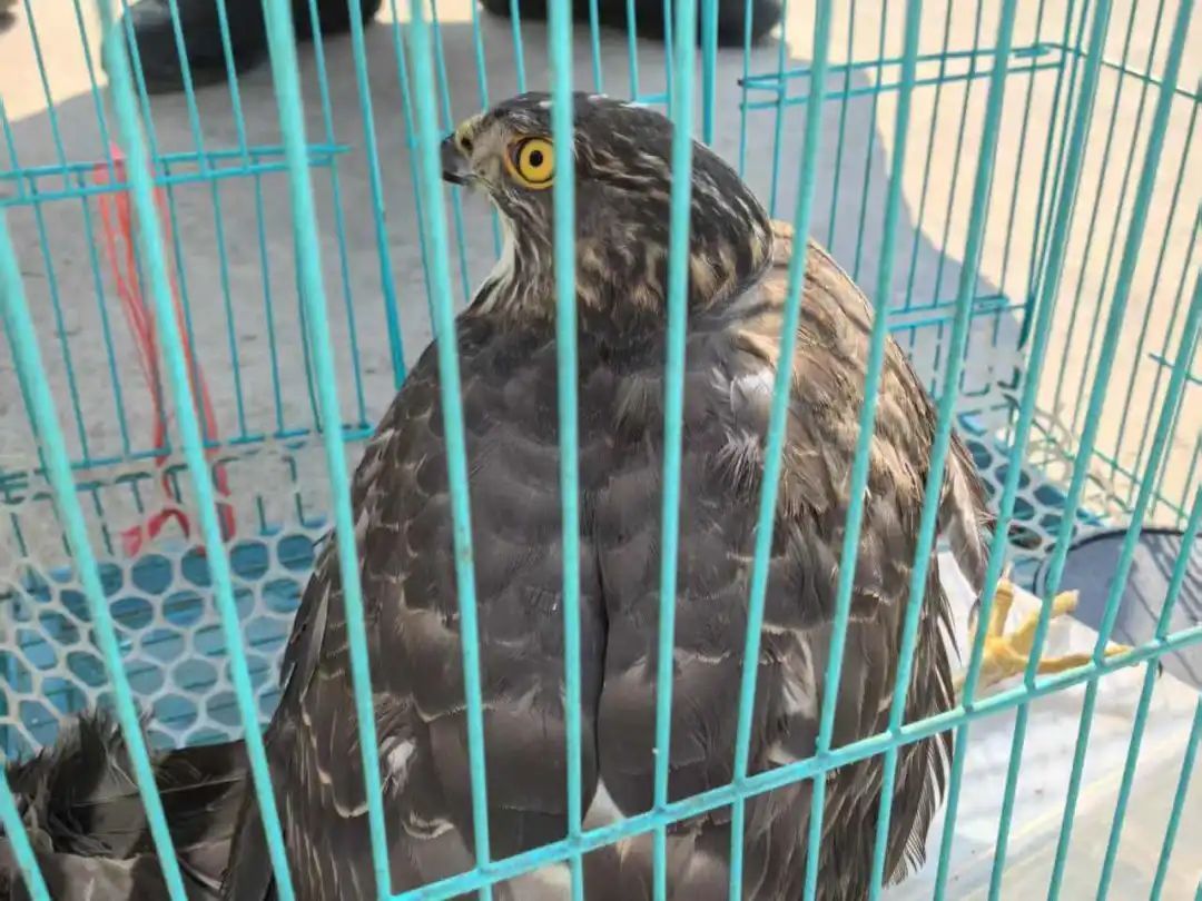 点赞!热心同学救助凤头鹰,民警将奖状送到家! 点赞!热心同学救助凤头鹰,民警将奖状送到家!