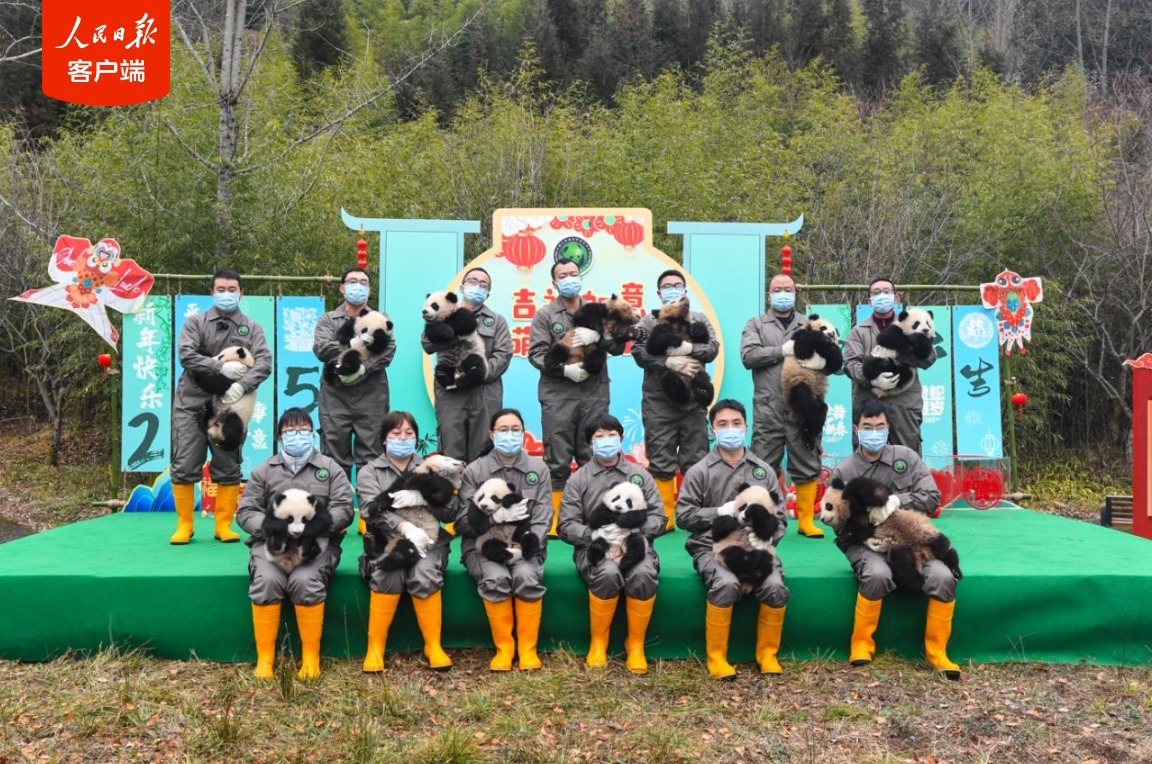 萌化了!“2024级”新生熊猫宝宝集体拜年啦 萌化了!“2024级”新生熊猫宝宝集体拜年啦
