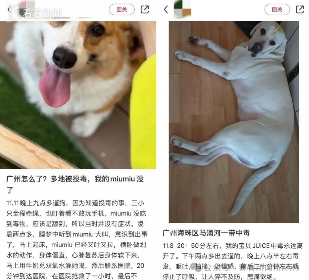 一夜之间死了十余只！上海一小区业主十分痛心