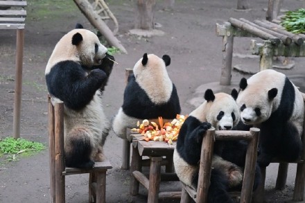 熊猫送福，灵蛇献瑞！重庆动物园的动物们给大家拜年啦