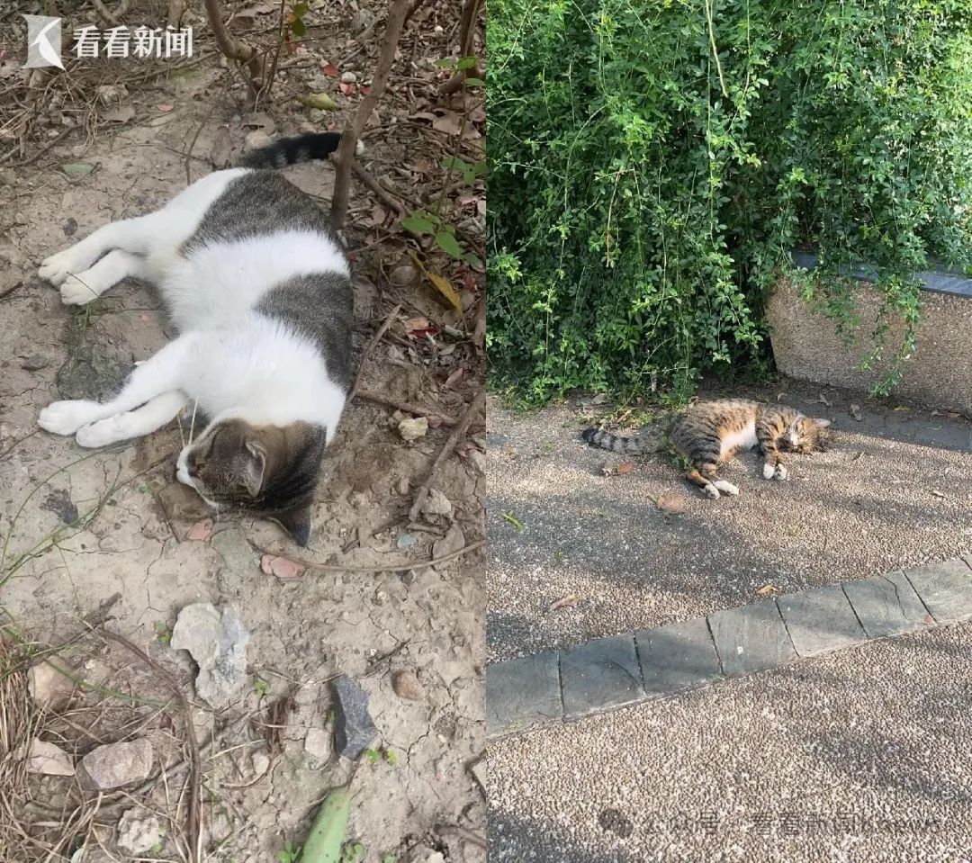 一夜之间死了十余只！上海一小区业主十分痛心