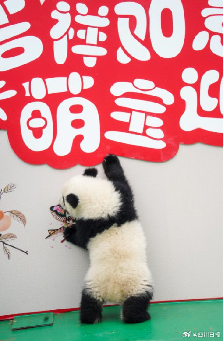 可可爱爱!四川最萌的特色年货来了 可可爱爱!四川最萌的特色年货来了