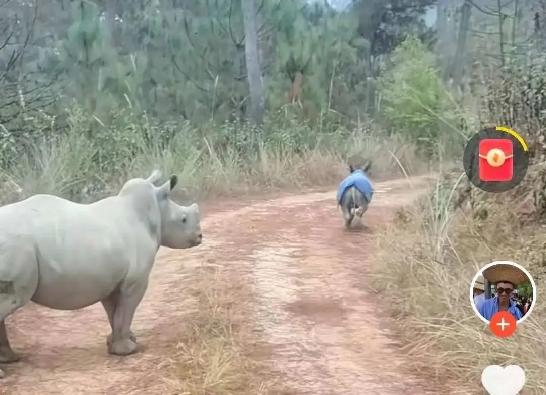 喂牛还要“遛牛”!一男子“在线养犀牛”火了 喂牛还要“遛牛”!一男子“在线养犀牛”火了