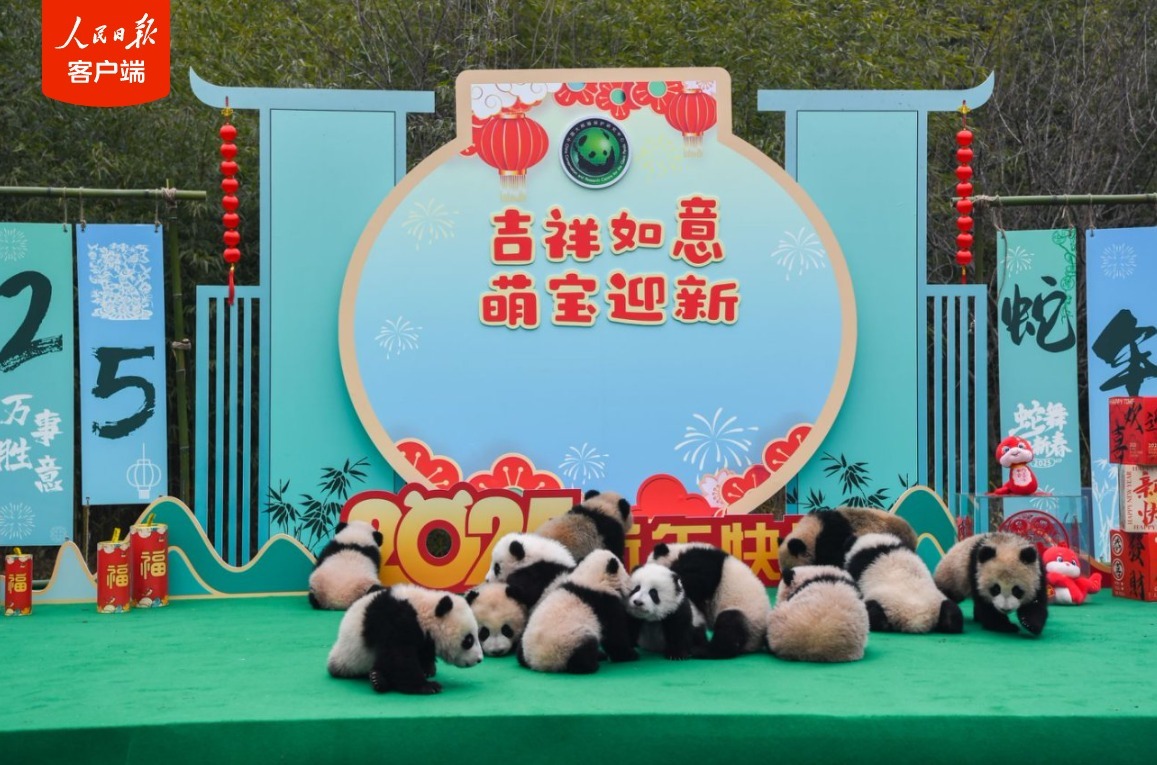 萌化了!“2024级”新生熊猫宝宝集体拜年啦 萌化了!“2024级”新生熊猫宝宝集体拜年啦