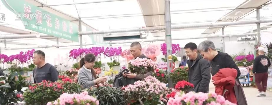 花卉市场年宵花走俏 消费者争相选购迎新春