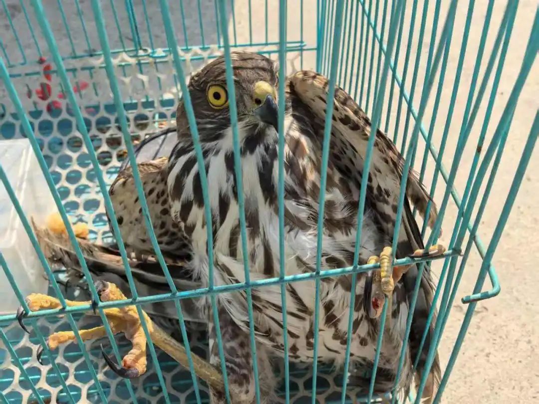 点赞!热心同学救助凤头鹰,民警将奖状送到家! 点赞!热心同学救助凤头鹰,民警将奖状送到家!