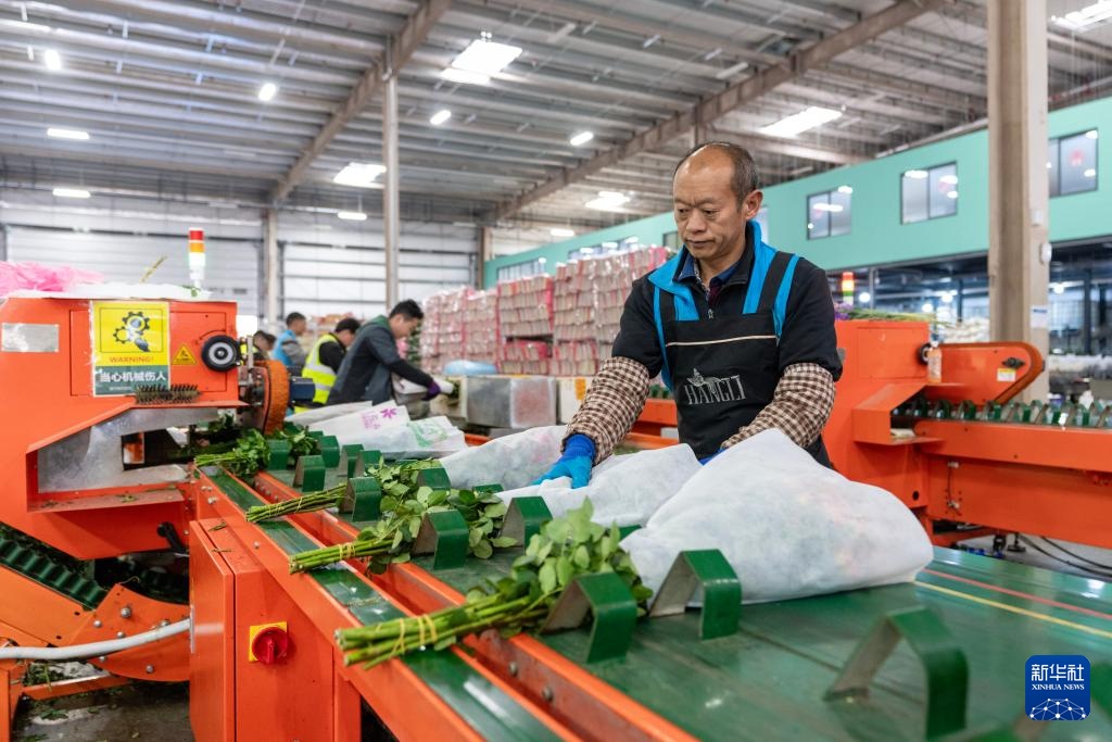 新春走基层丨昆明斗南年宵花迎来销售旺季