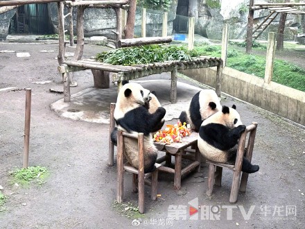 小年到！大熊猫“渝可”“渝爱”携“虫洞”小伙伴邀请大家一起吃团年饭