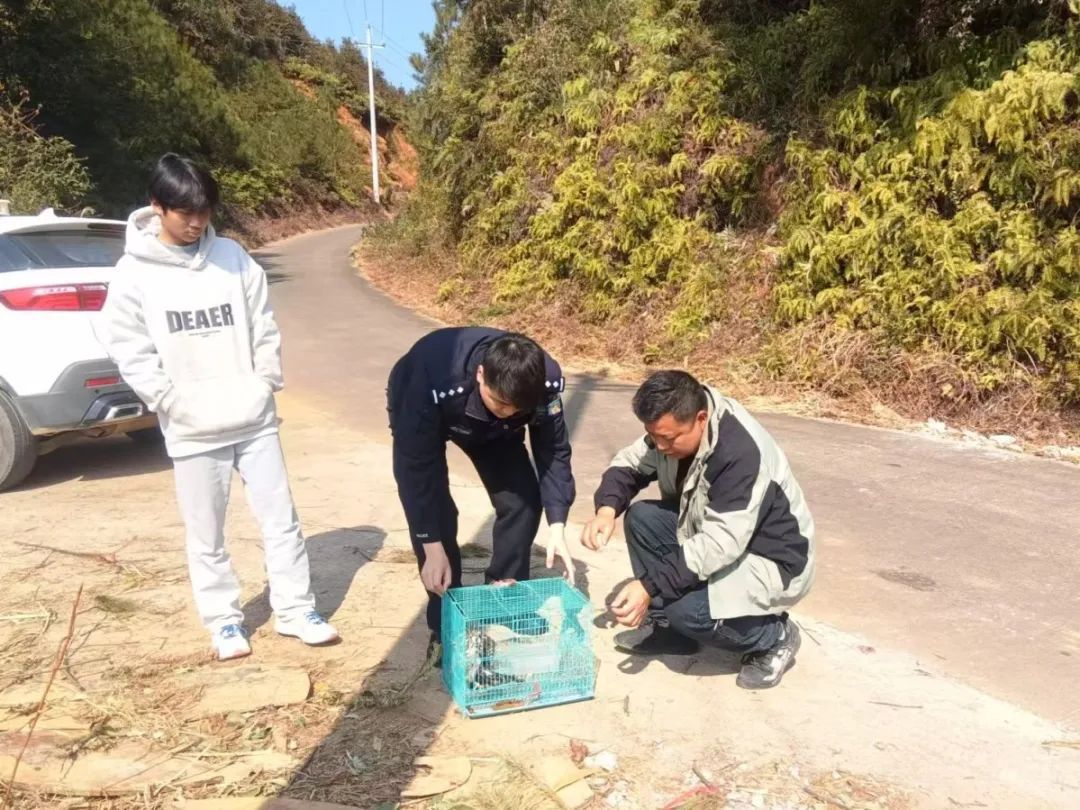 点赞!热心同学救助凤头鹰,民警将奖状送到家! 点赞!热心同学救助凤头鹰,民警将奖状送到家!