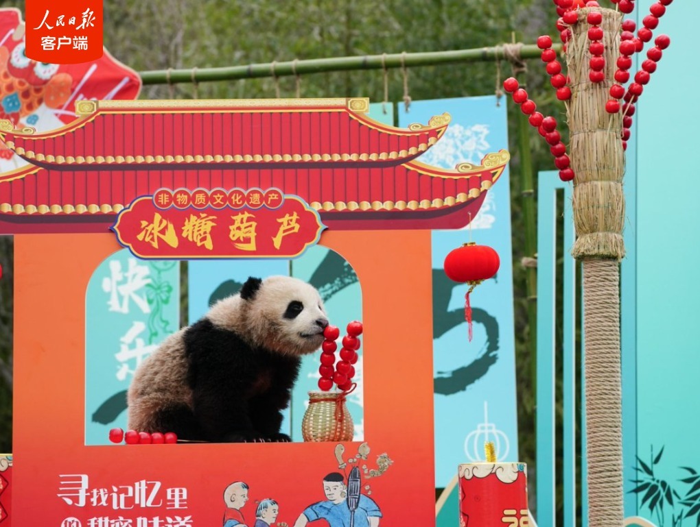 萌化了!“2024级”新生熊猫宝宝集体拜年啦 萌化了!“2024级”新生熊猫宝宝集体拜年啦