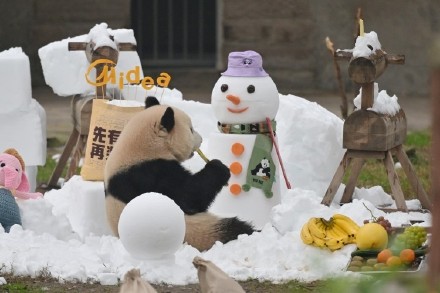 熊猫送福，灵蛇献瑞！重庆动物园的动物们给大家拜年啦