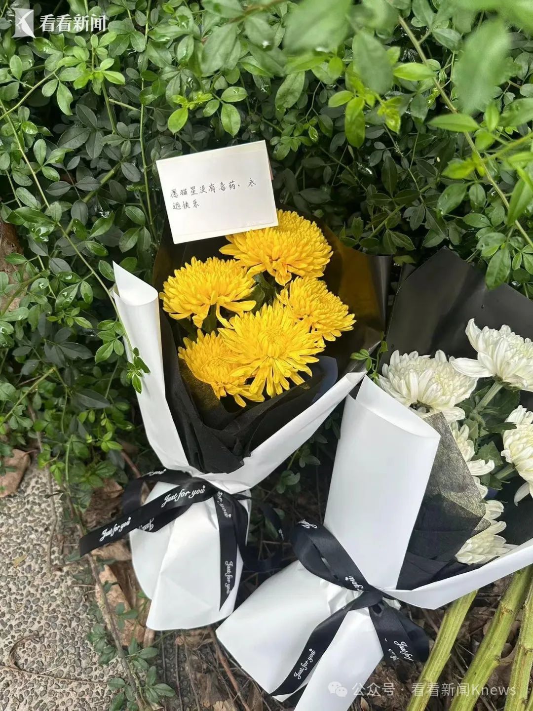 一夜之间死了十余只！上海一小区业主十分痛心