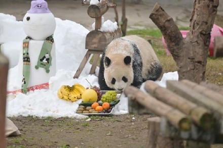 熊猫送福，灵蛇献瑞！重庆动物园的动物们给大家拜年啦