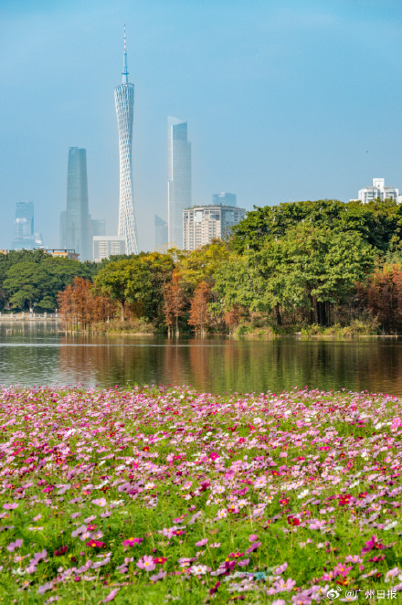 不愧是花城！海珠湖畔波斯菊花海绽放美如油画