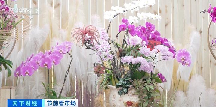 年宵花“顶流”蝴蝶兰销售火爆 看看它做了哪些“新造型”