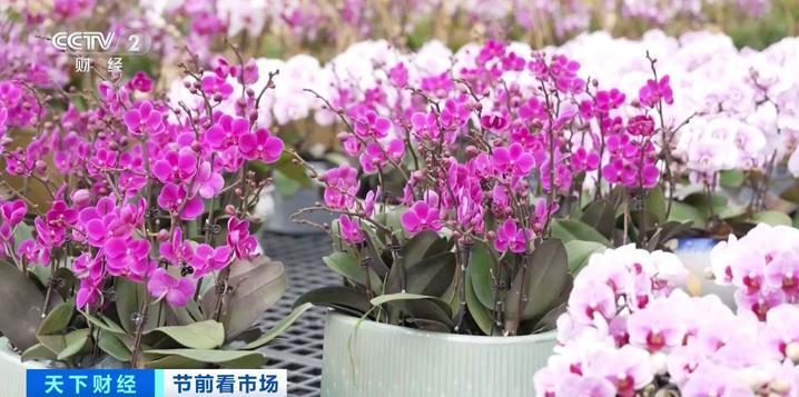 年宵花“顶流”蝴蝶兰销售火爆 看看它做了哪些“新造型”