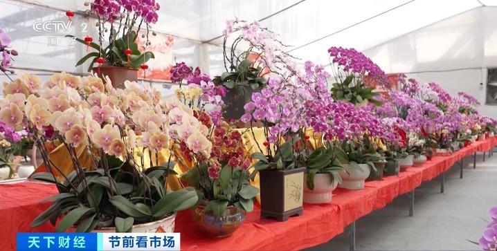 年宵花“顶流”蝴蝶兰销售火爆 看看它做了哪些“新造型”