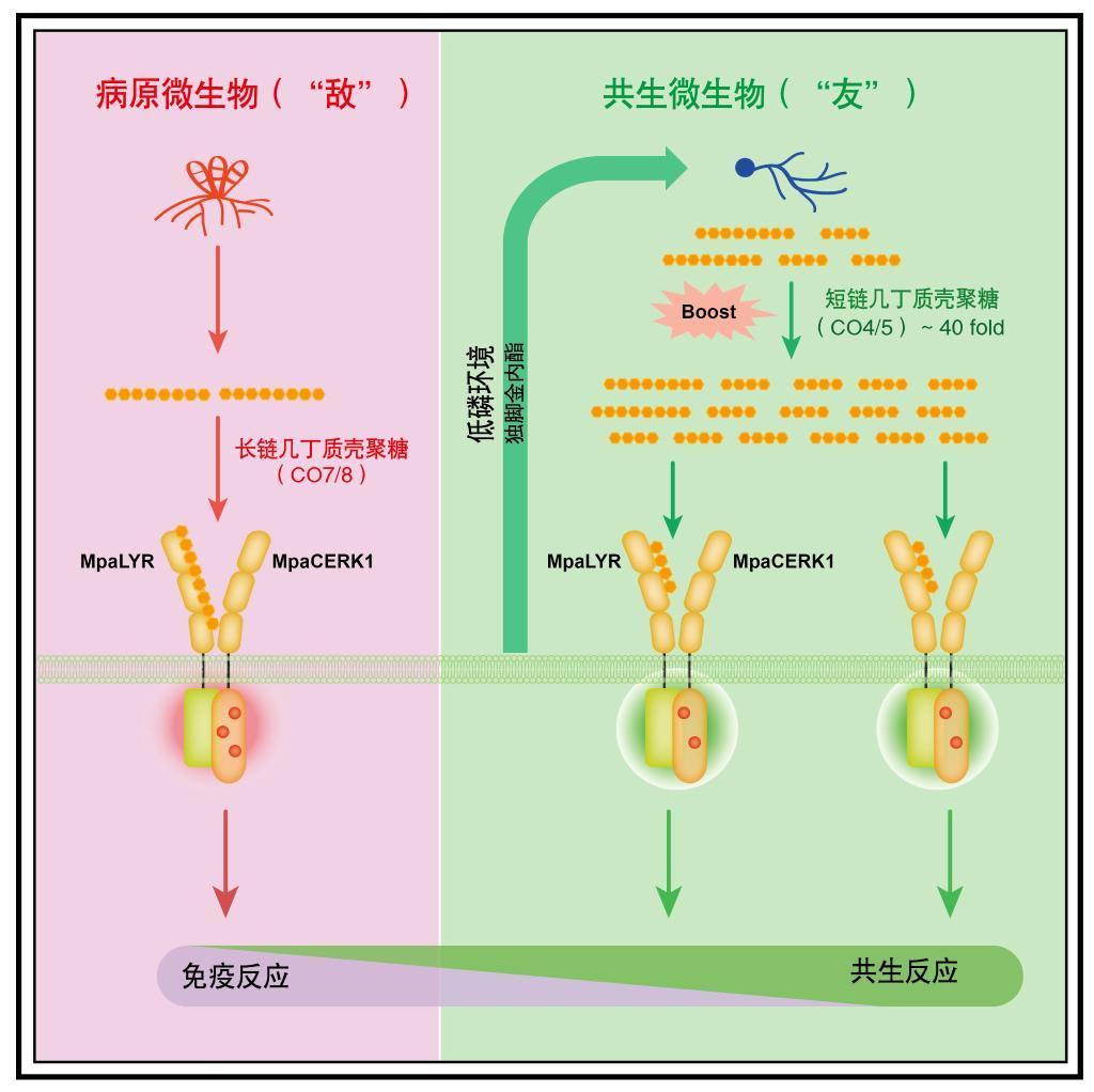 植物如何识别“敌友”微生物？科学家揭秘其“聪明的点将”机制