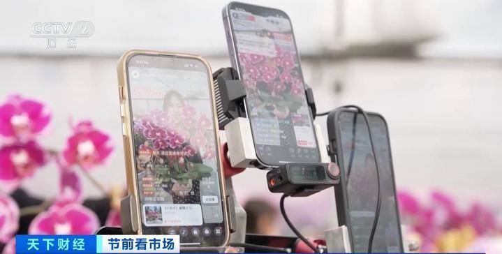 年宵花“顶流”蝴蝶兰销售火爆 看看它做了哪些“新造型”