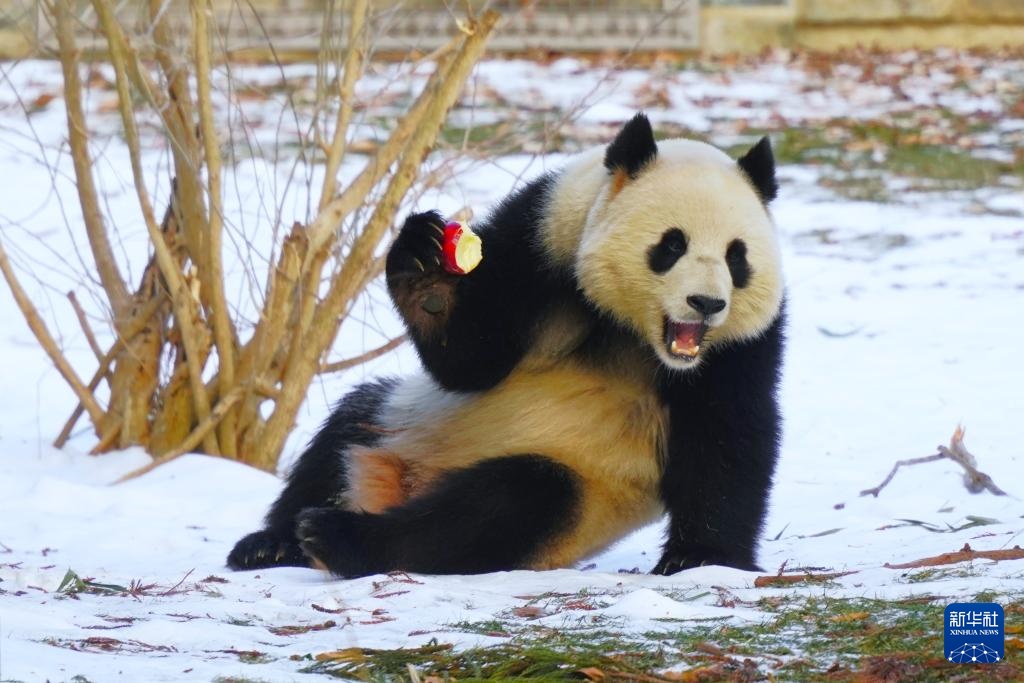 旅美大熊猫“宝力”“青宝”首次与美国公众见面 旅美大熊猫“宝力”“青宝”首次与美国公众见面