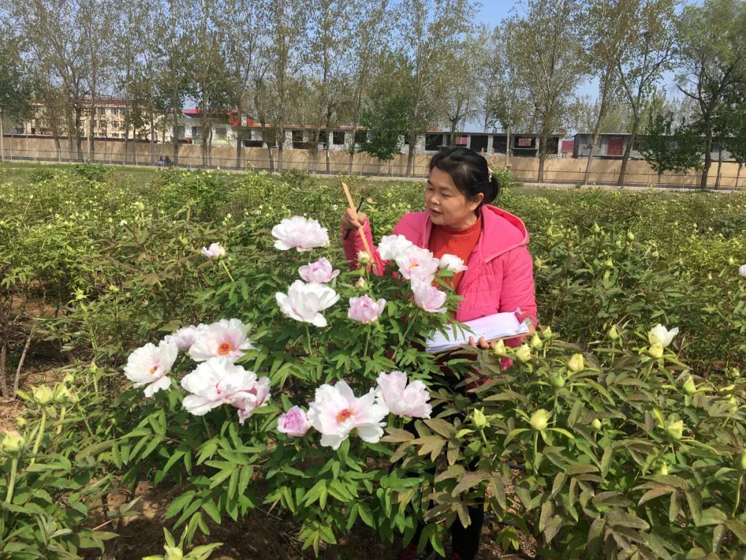 《国色芳华》中的牡丹有多火？来菏泽，探寻牡丹的气候密码