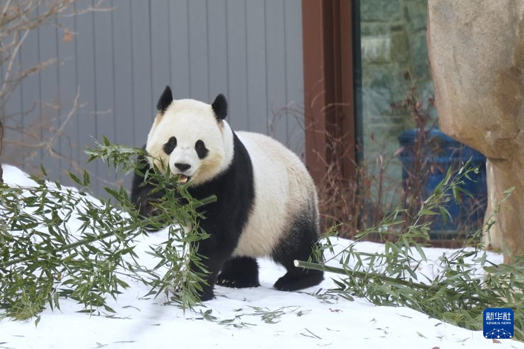 旅美大熊猫“宝力”“青宝”首次与美国公众见面 旅美大熊猫“宝力”“青宝”首次与美国公众见面