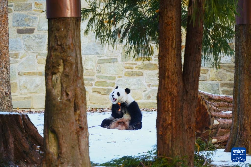 旅美大熊猫“宝力”“青宝”首次与美国公众见面 旅美大熊猫“宝力”“青宝”首次与美国公众见面
