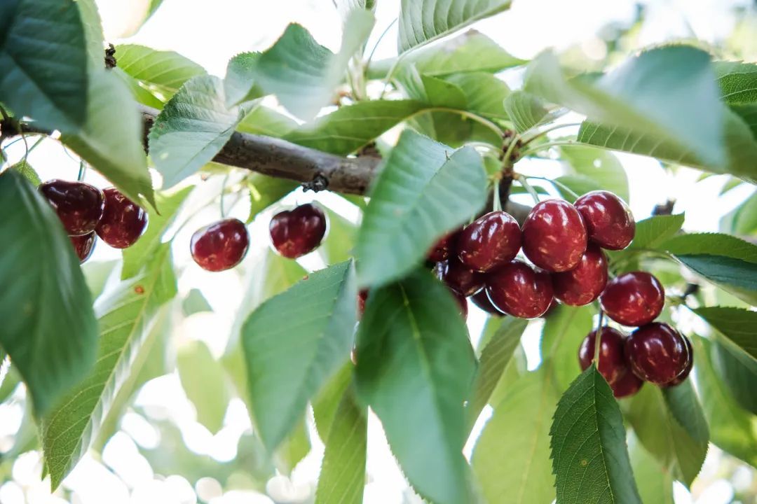 为什么车厘子历经一个月到中国还不坏?买回家没几天就坏了? 为什么车厘子历经一个月到中国还不坏?买回家没几天就坏了?