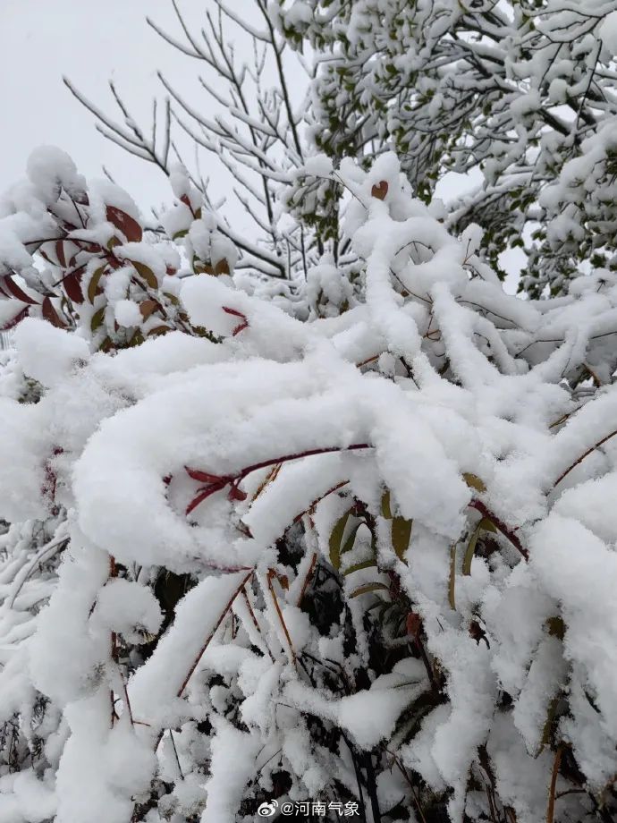 报！河南多地已出现大到暴雪，接下来……