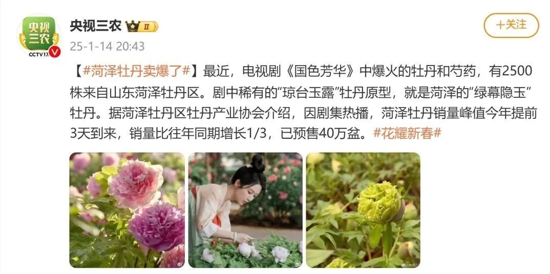 《国色芳华》中的牡丹有多火？来菏泽，探寻牡丹的气候密码