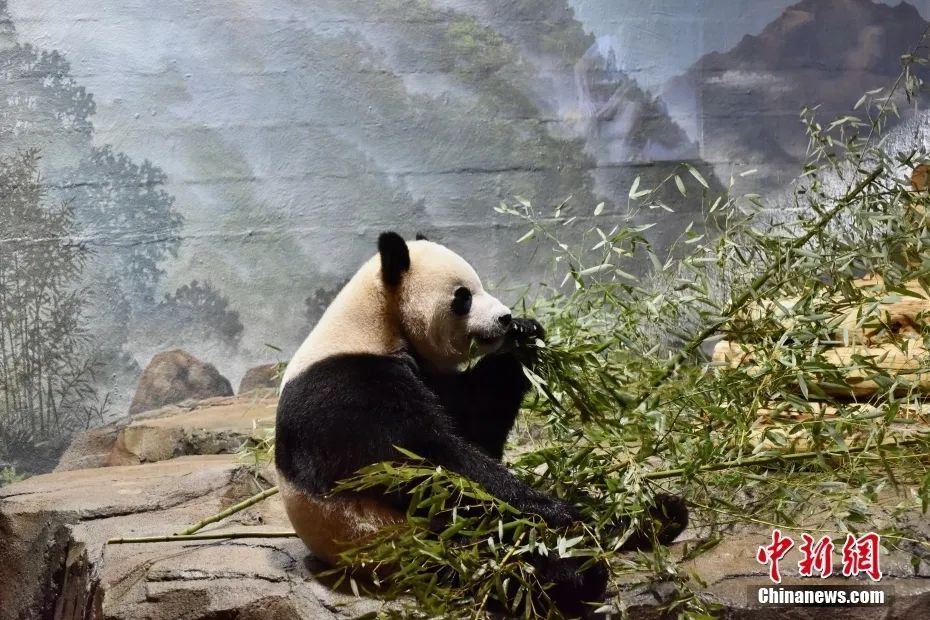 中国大熊猫，萌翻华盛顿