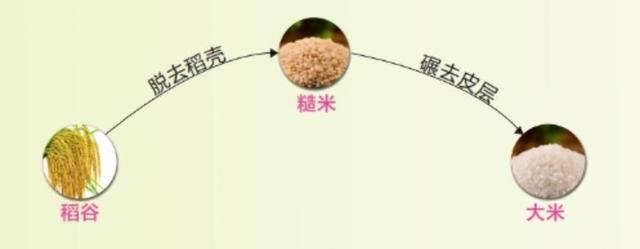 如何挑到好大米？这个内行人才知道的方法，被我们挖出来了