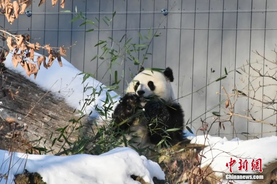 中国大熊猫，萌翻华盛顿