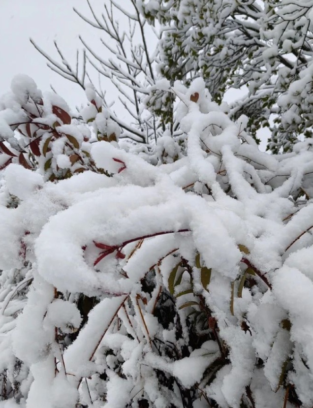 郑州出现大暴雪，河南局地积雪深度超20厘米