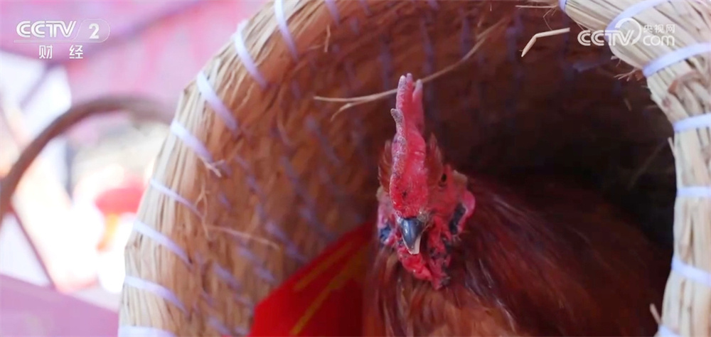 年货大集红红火火点燃消费“热” 成为县域春节经济增长新特色