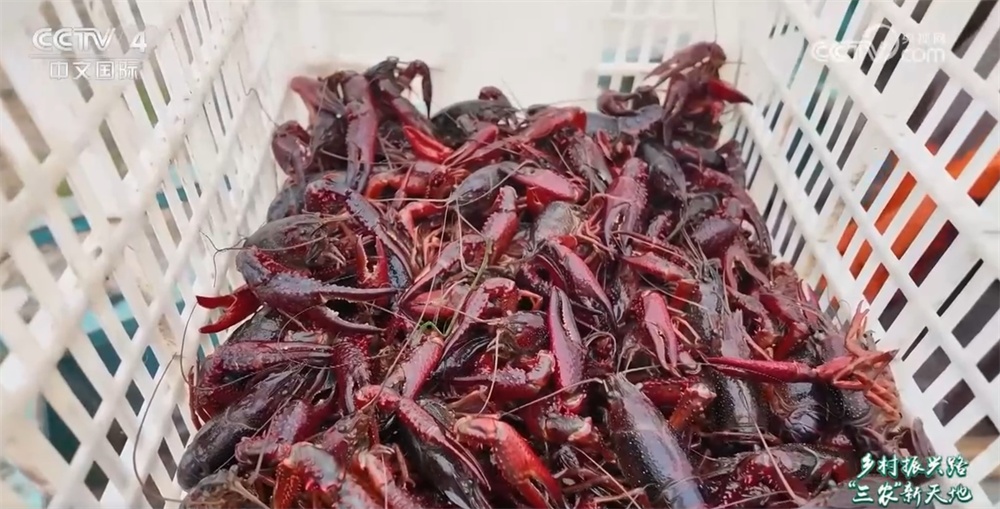 从“一季红”到“四季鲜” 小龙虾 “链”出大产业促农增收助振兴