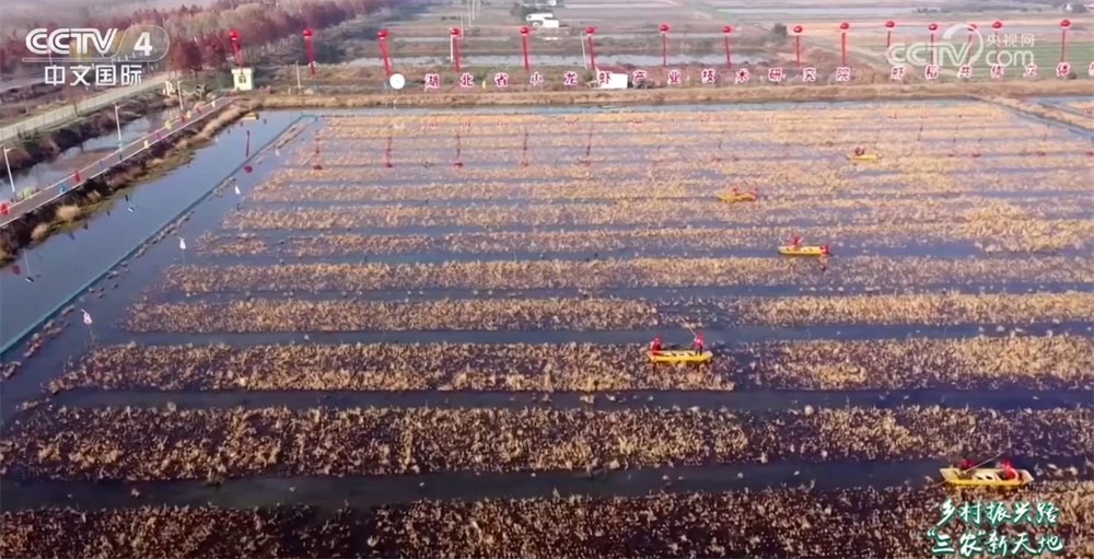 从“一季红”到“四季鲜” 小龙虾 “链”出大产业促农增收助振兴