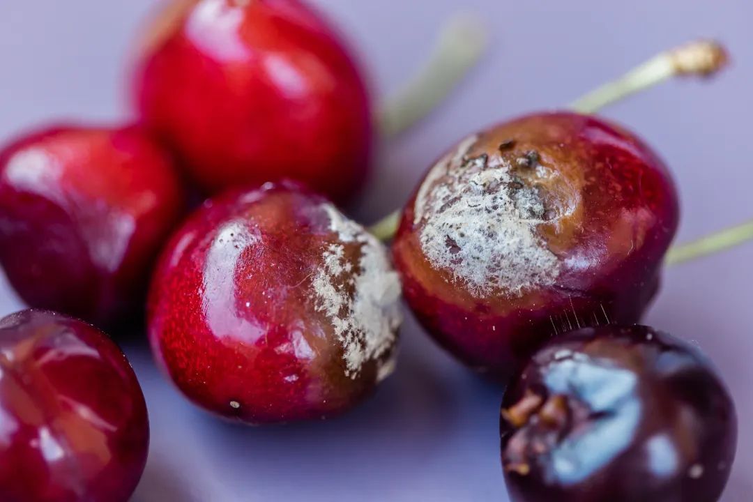 为什么车厘子历经一个月到中国还不坏?买回家没几天就坏了? 为什么车厘子历经一个月到中国还不坏?买回家没几天就坏了?