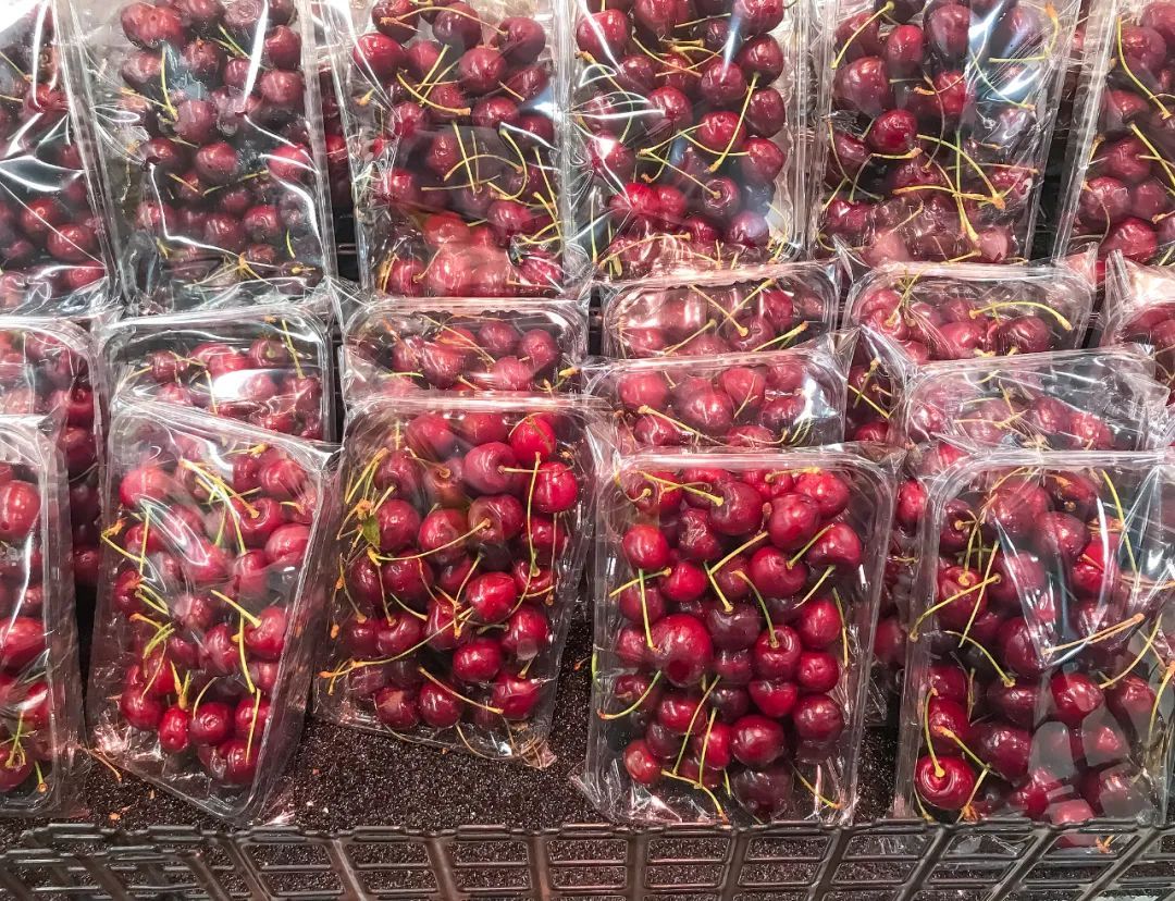 为什么车厘子历经一个月到中国还不坏?买回家没几天就坏了? 为什么车厘子历经一个月到中国还不坏?买回家没几天就坏了?