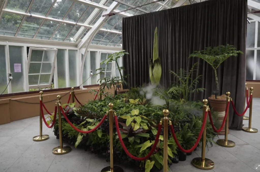 悉尼一株“尸体花”15年来首次绽放！吸引数千人排队参观