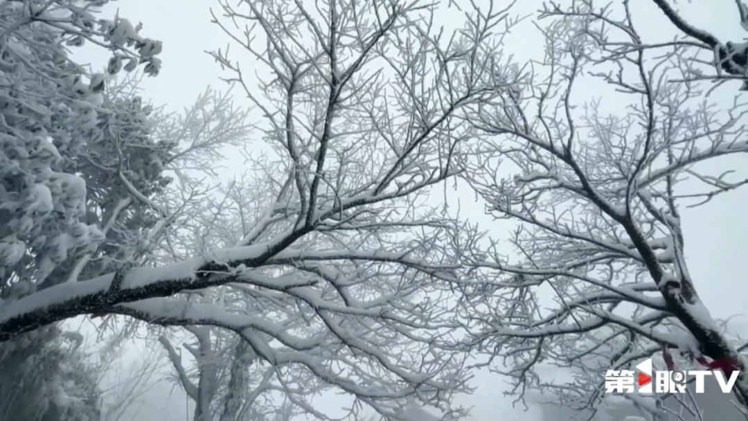 瑞雪兆丰年｜重庆下！雪！啦！