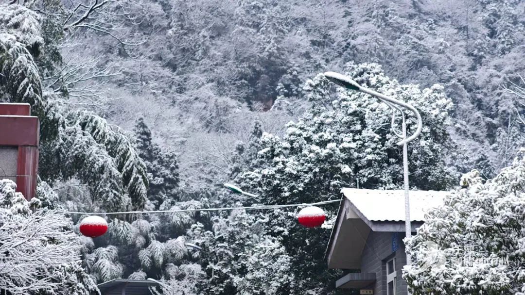 瑞雪兆丰年｜重庆下！雪！啦！