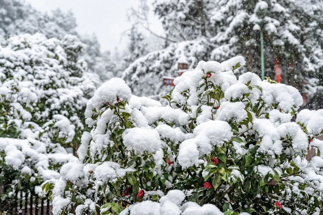 瑞雪兆丰年｜重庆下！雪！啦！