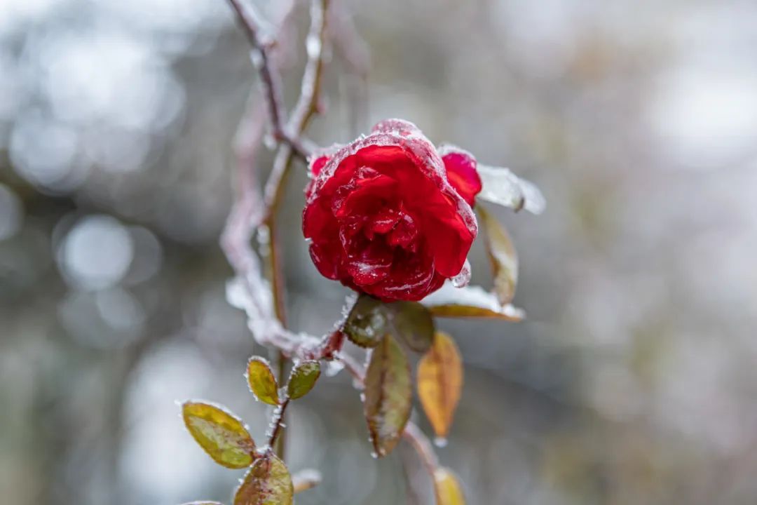 瑞雪兆丰年｜重庆下！雪！啦！